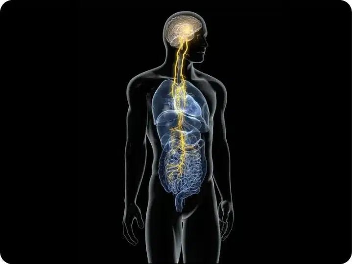 5 reasons to manually stimulate the vagus nerve