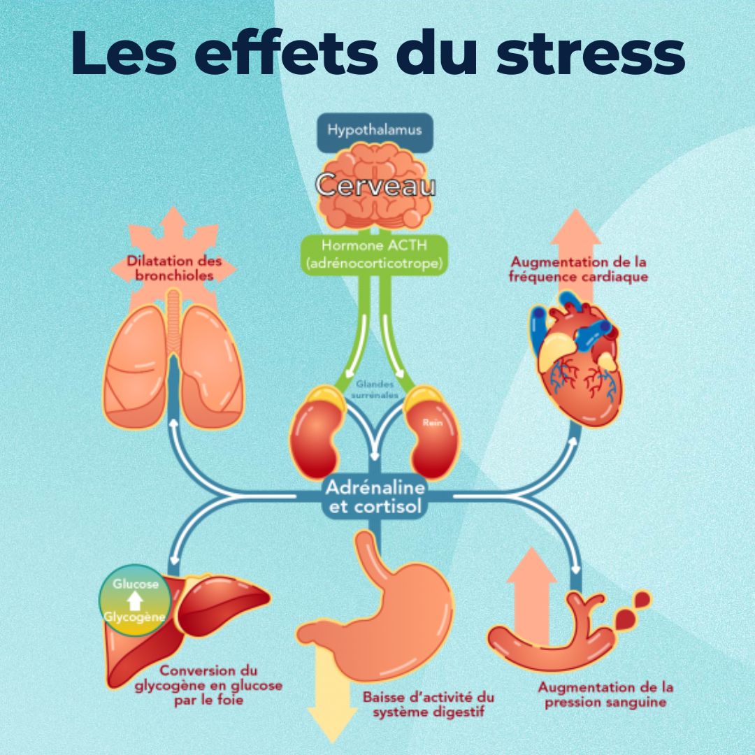 un schéma scientifique des effets du stress sur le corps
