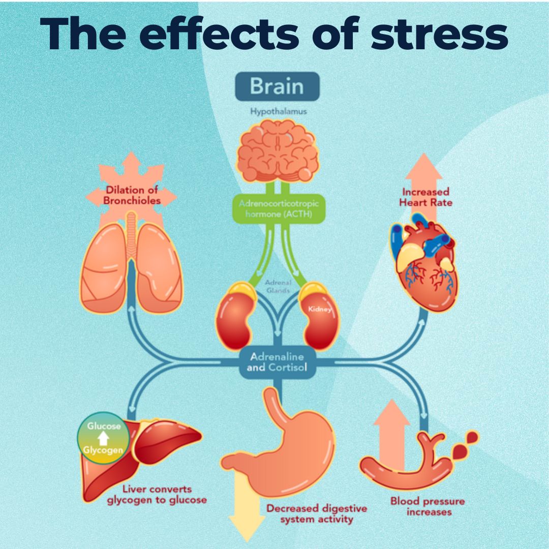 a scientific illustration showing the effets of stress on the mind and body