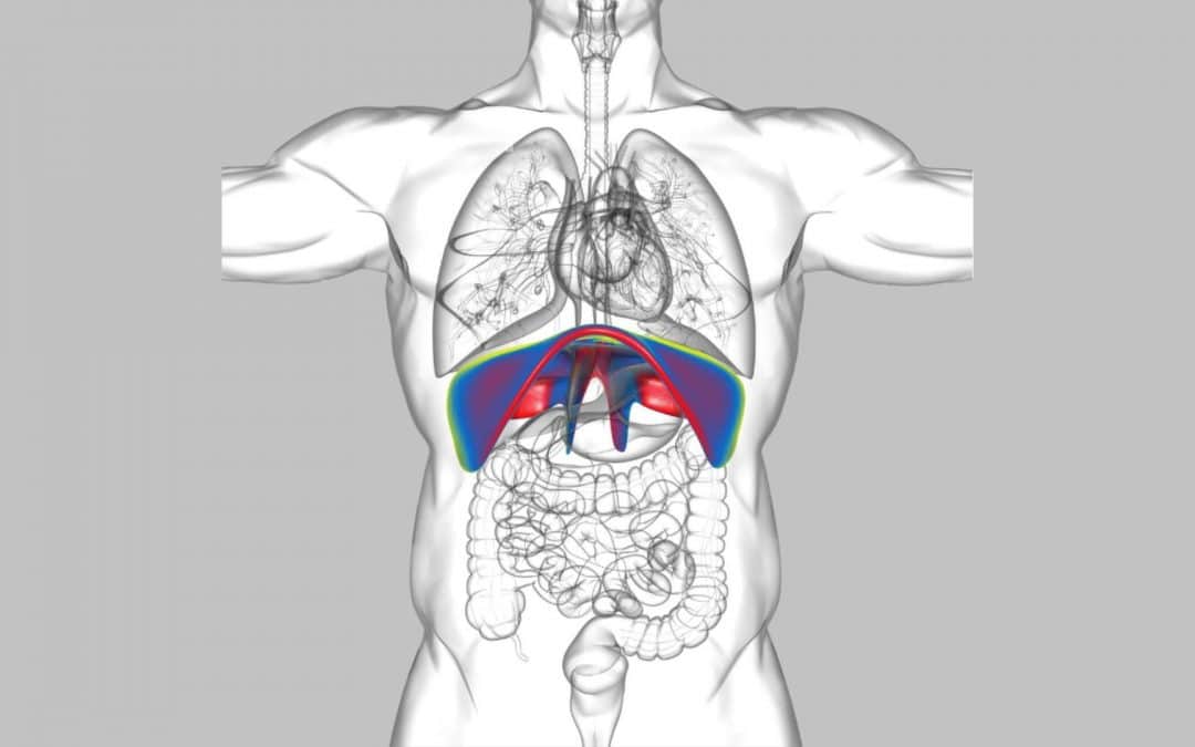 Le Diaphragme: Pilier de la Respiration et de notre Santé
