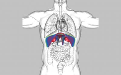 Le Diaphragme: Pilier de la Respiration et de notre Santé